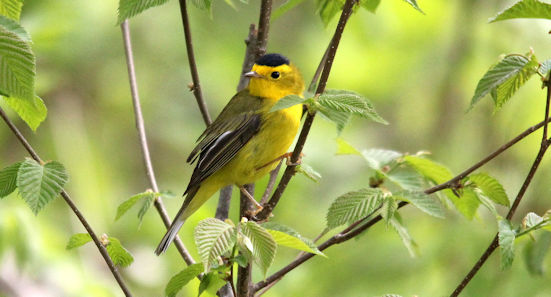 Wilson's Warbler